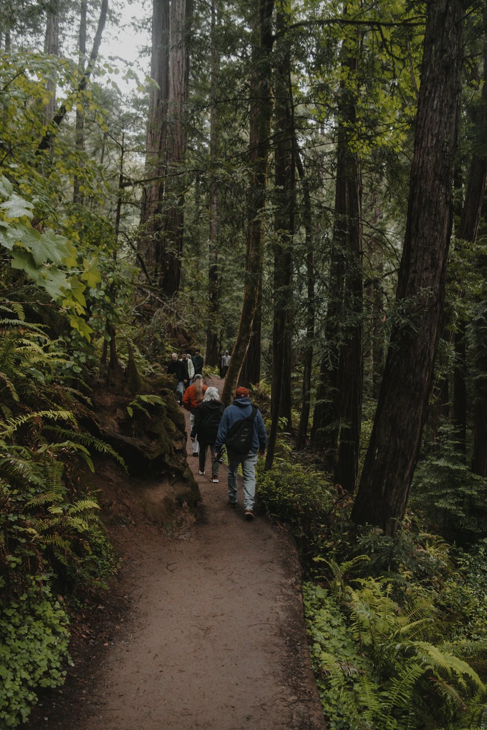A group of hikers walks along a winding forest trail.