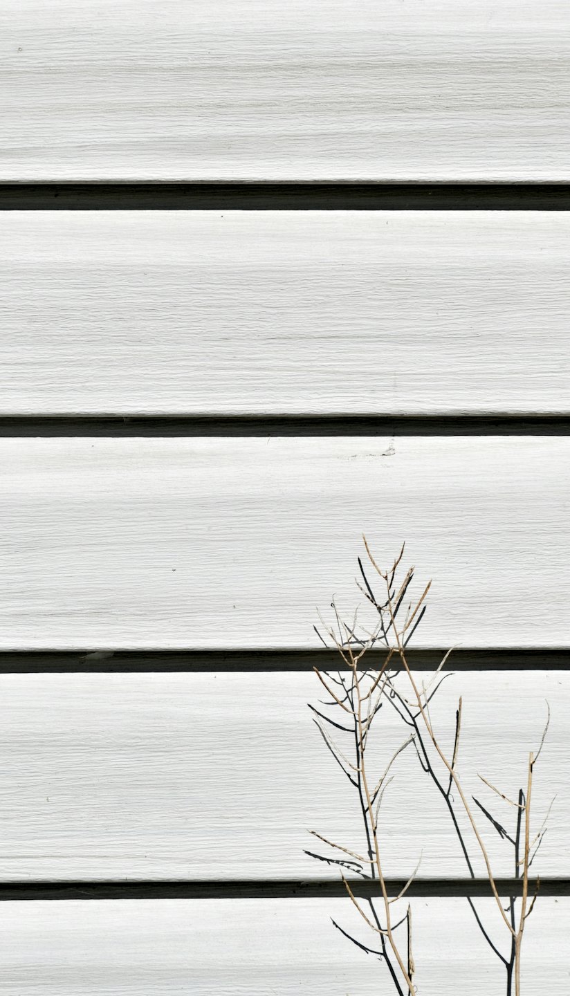 Dried plant stems rest against white horizontal exterior siding.